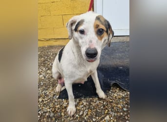 Kira sucht ein Zuhause