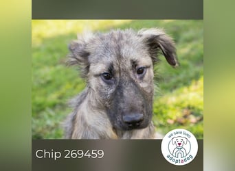 Chip 269459 sucht ein Zuhause