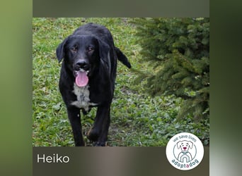 Heiko 259958 sucht ein zu Hause