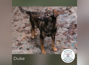 Duke 259586 sucht ein zu Hause