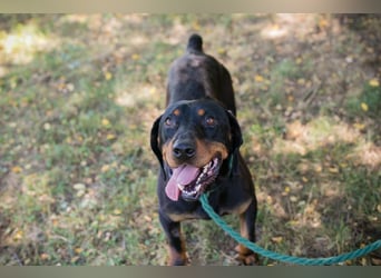 Chip 2217375 sucht ein Zuhause