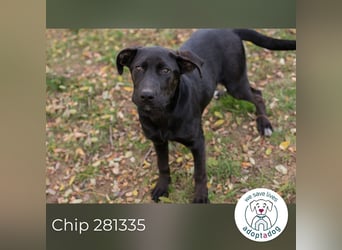 Chip 281335 sucht ein zu Hause