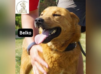 Belko – der Kumpel, auf den man gewartet hat!