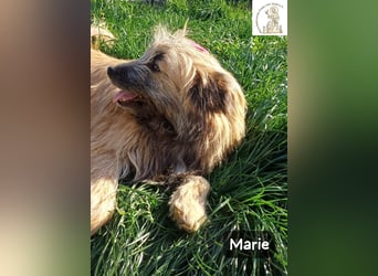 Marie – zu süß für diese Welt, aber kein bisschen aus Zucker!