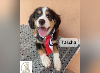 Tascha – heute wäre ein guter Tag, um ein Zuhause zu finden!
