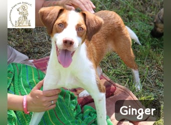 Ginger – bereit für alles, was das Leben zu bieten hat!