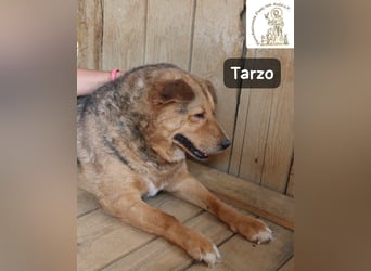Tarzo – ein Herz voller Jahre, das Ruhe verdient!