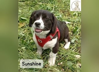 Sunshine – ein kleines Lächeln auf vier Pfoten!