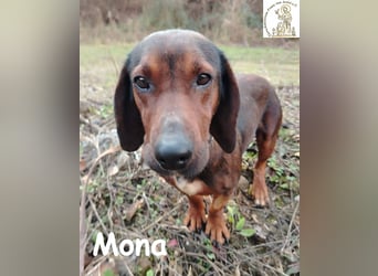 Mama Mona – sucht nicht irgendwen, sie sucht ihr Für-immer!