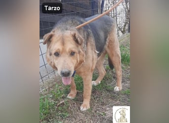 Tarzo – Ein Herz voller Jahre, das Ruhe verdient!