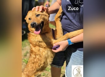 Zuco – jung, klug, charmant – und ziemlich bereit fürs Zuhause!