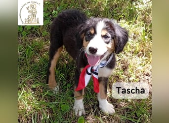 Tascha – heute wäre ein guter Tag, um ein Zuhause zu finden!