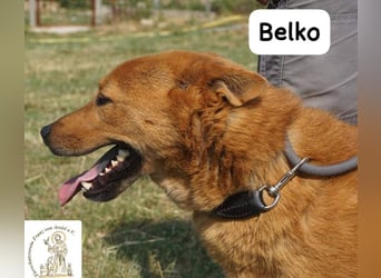 Belko – der Kumpel, auf den man gewartet hat!