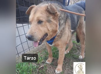 Tarzo – Ein Herz voller Jahre, das Ruhe verdient!