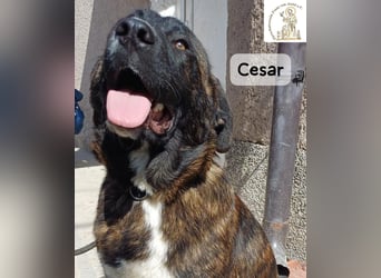 Cesar – ein großer Junge mit Honig im Herzen!