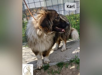 Karl – ein echtes Unikat auf vier Pfoten!