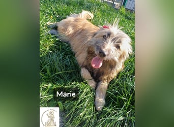 Marie – zu süß für diese Welt, aber kein bisschen aus Zucker!