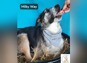 Milky Way – nicht laut, aber genau richtig!