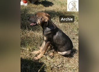 Archie – kleine Pfoten, große Aufgabe, großes Glück!