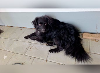Nero – Herzensbrecher mit viel Charme und einigen Flausen im Kopf!