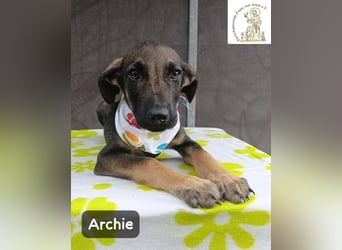 Archie – kleine Pfoten, große Aufgabe, großes Glück!