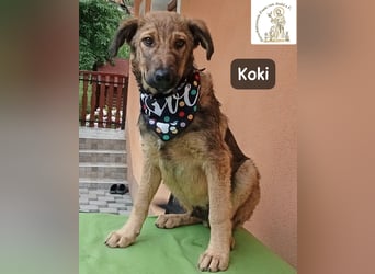 Koki – Wer Abenteuer sucht, sollte jetzt weiterlesen!