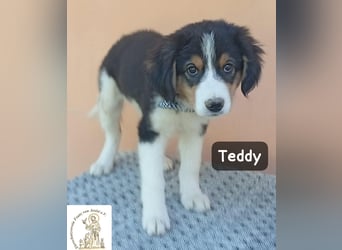Teddy – talentiert in Kuscheln, Spielen und Unsinn machen!