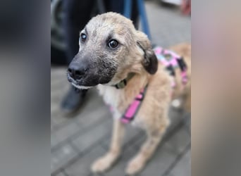 Zlatko – wo aus einem Welpen Familie wird!