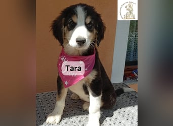 Tara – jemanden zum Bleiben finden, das wäre schön!