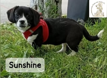 Sunshine – ein kleines Lächeln auf vier Pfoten!