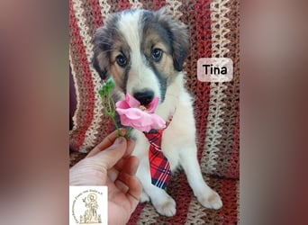 Tina – Manchmal braucht das Glück nur ein kleines Körbchen!