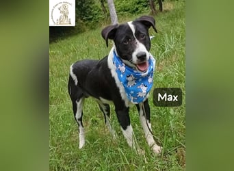 Max – seine zweite Chance auf ein wundervolles Leben!