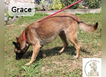 Grace – Köpfchen, Power und definitiv Pfeffer im Hintern!