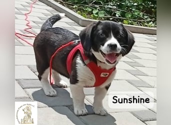 Sunshine – ein kleines Lächeln auf vier Pfoten!
