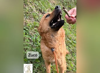 Zuco – jung, klug, charmant – und ziemlich bereit fürs Zuhause!