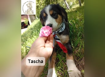 Tascha – heute wäre ein guter Tag, um ein Zuhause zu finden!