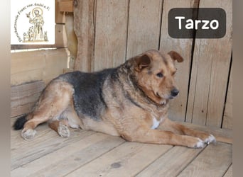 Tarzo – ein Herz voller Jahre, das Ruhe verdient!