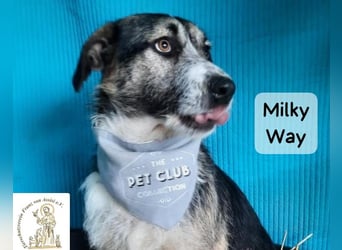 Milky Way – nicht laut, aber genau richtig!