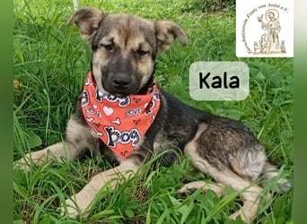Kala – Das Leben klopft an. Wer macht die Tür auf!