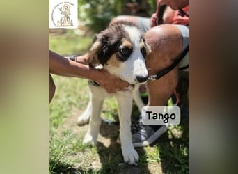 Tango – große Pfoten, großes Herz und viel Potenzial!