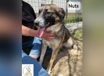 Nuts – manche Seelen tragen ihren Zauber ganz leise!