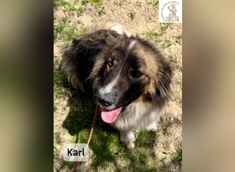 Karl – ein echtes Unikat auf vier Pfoten!