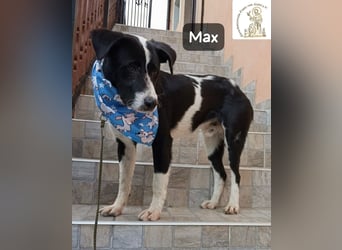 Max – seine zweite Chance auf ein wundervolles Leben!