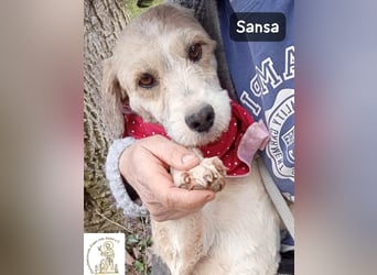 Sansa – der Neuanfang steht ihr einfach gut!