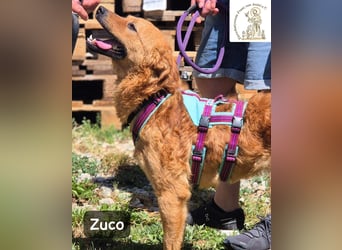 Zuco – jung, klug, charmant – und ziemlich bereit fürs Zuhause!