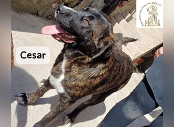 Cesar – ein großer Junge mit Honig im Herzen!