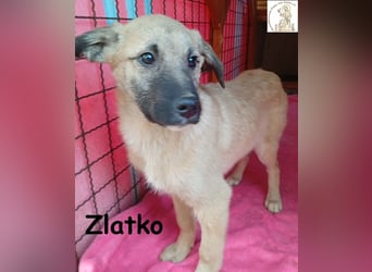 Zlatko – wo aus einem Welpen Familie wird!