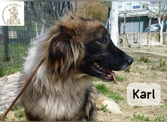 Karl – ein echtes Unikat auf vier Pfoten!