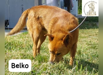 Belko – der Kumpel, auf den man gewartet hat!