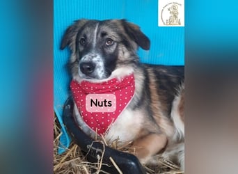 Nuts – leise beginnen, gemeinsam stärker werden!